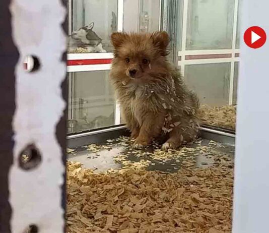 Trece detenidos y más de 400 animales de compañía rescatados en Barcelona Trece detenidos y más de 400 animales de compañía rescatados en Barcelona