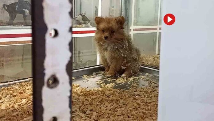 Trece detenidos y más de 400 animales de compañía rescatados en Barcelona