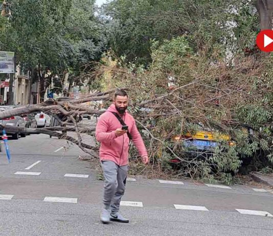 Cae un árbol sobre un taxi en la calle Viladomat Cae un árbol sobre un taxi en la calle Viladomat
