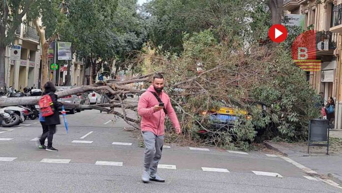 Cae un árbol sobre un taxi en la calle Viladomat