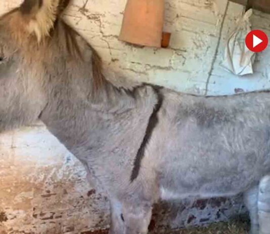 Denunciado por maltrato animal tras arrastrar a un asno con el coche Denunciado por maltrato animal tras arrastrar a un asno con el coche