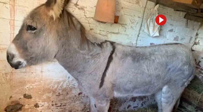 Denunciado por maltrato animal tras arrastrar a un asno con el coche Denunciado por maltrato animal tras arrastrar a un asno con el coche
