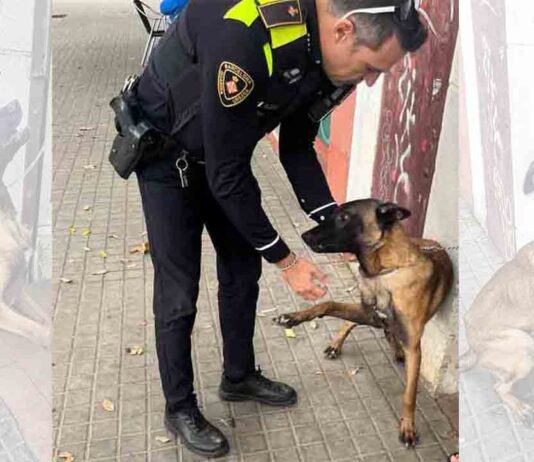 La Guàrdia Urbana rescata un perro de un local ocupado en Sant Martí La Guàrdia Urbana rescata un perro de un local ocupado en Sant Martí