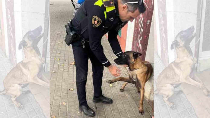 La Guàrdia Urbana rescata un perro de un local ocupado en Sant Martí