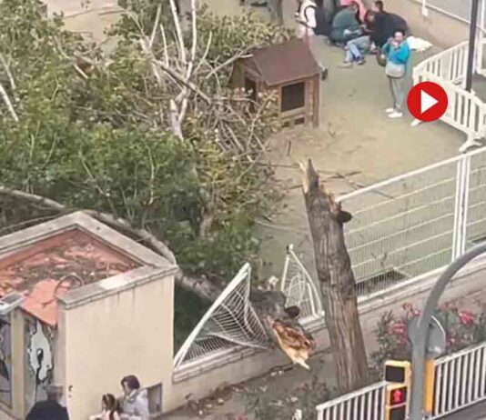 La caída de un árbol en la Escuela 30 Passos deja varios heridos La caída de un árbol en la Escuela 30 Passos deja varios heridos