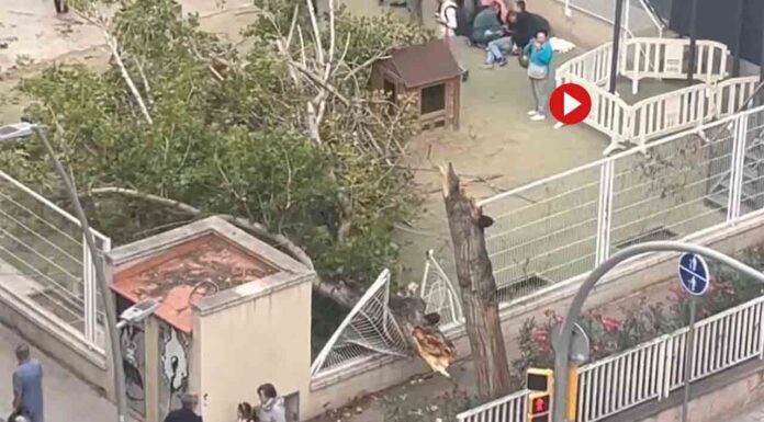 La caída de un árbol en la Escuela 30 Passos deja varios heridos La caída de un árbol en la Escuela 30 Passos deja varios heridos