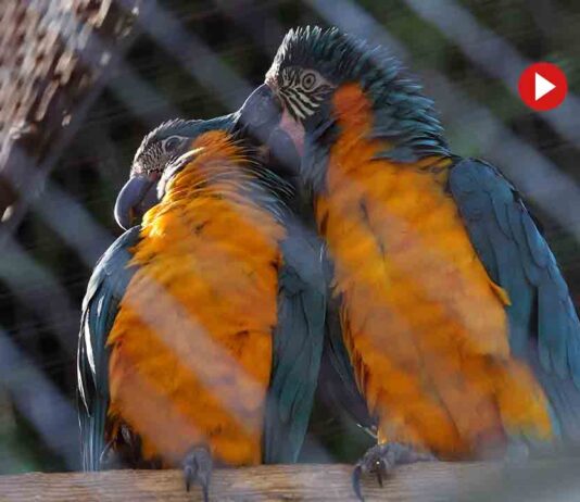 Nacen dos crías de guacamayo barba azul en el Zoo de Barcelona Nacen dos crías de guacamayo barba azul en el Zoo de Barcelona