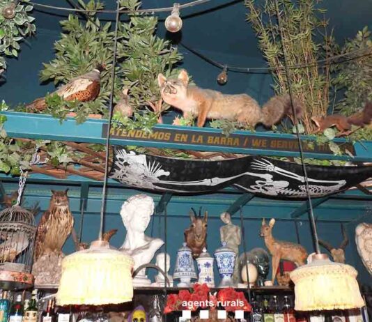 Denuncian un bar de Ciutat Vella por exhibir fauna protegida disecada Denuncian un bar de Ciutat Vella por exhibir fauna protegida disecada