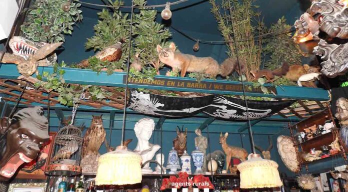 Denuncian un bar de Ciutat Vella por exhibir fauna protegida disecada Denuncian un bar de Ciutat Vella por exhibir fauna protegida disecada