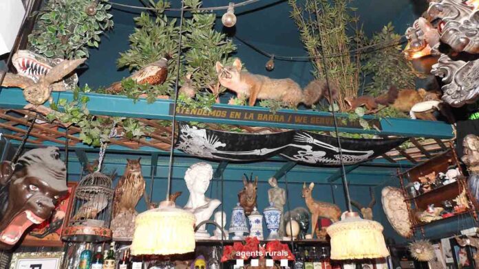 Denuncian un bar de Ciutat Vella por exhibir fauna protegida disecada