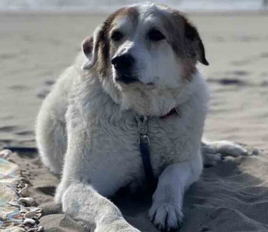 Llevar al perro sin atar será motivo de multa a partir de hoy Llevar al perro sin atar será motivo de multa a partir de hoy