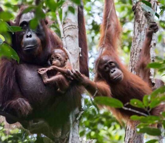Nueva alianza para la conservación del hábitat de los orangutanes de Borneo en Indonesia Nueva alianza para la conservación del hábitat de los orangutanes de Borneo en Indonesia