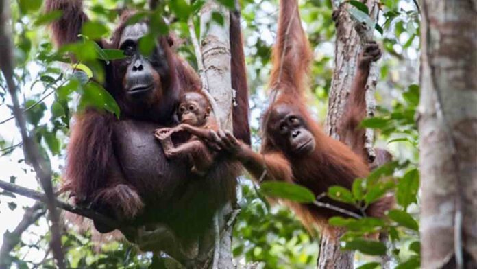 Nueva alianza para la conservación del hábitat de los orangutanes de Borneo en Indonesia