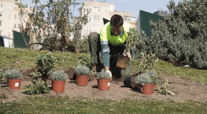 Parcs i Jardins convoca 75 plazas para reforzar la plantilla Parques y Jardines convoca 75 plazas para reforzar la plantilla