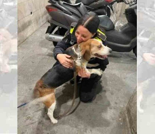 Rescatan un perro en El Raval que sufría malos tratos Rescatan un perro en El Raval que sufría malos tratos