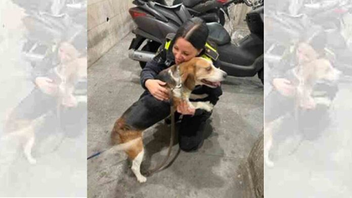 Rescatan un perro en El Raval que sufría malos tratos