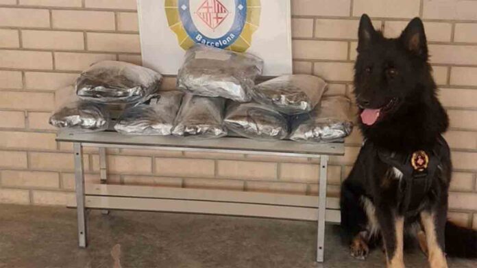 Uro, el perro policía, detecta 4,5 kg de marihuana en la Estación del Norte