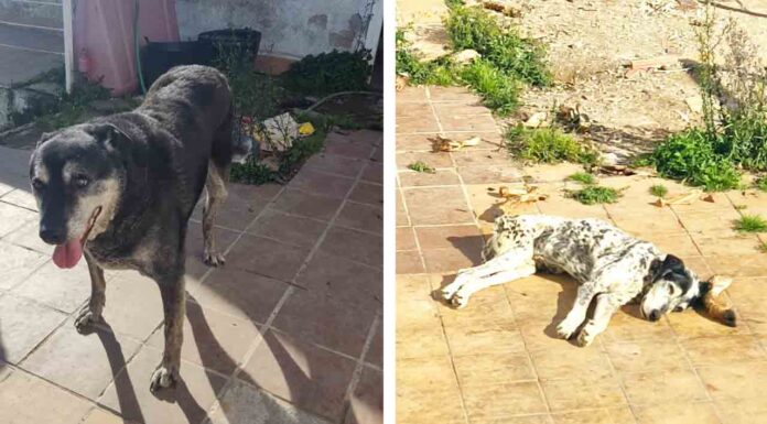 Investigan al propietario de dos perros en Horta-Guinardó por maltrato animal Investigan al propietario de dos perros en Horta-Guinardó por maltrato animal