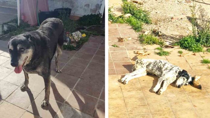 Investigan al propietario de dos perros en Horta-Guinardó por maltrato animal
