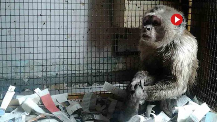 Liberan a Linito, un mono capuchino que ha vivido 35 años enjaulado en un piso