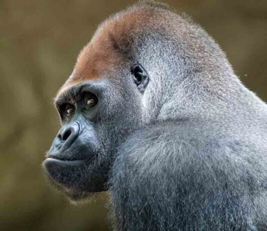 Muere Xebo, uno de los gorilas del Zoo de Barcelona Muere Xebo, uno de los gorilas del Zoo de Barcelona