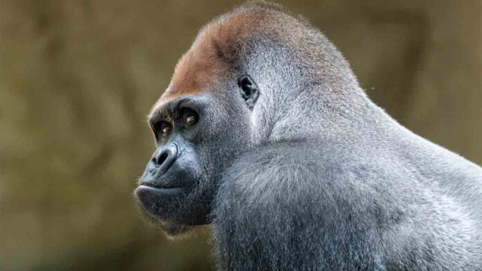 Muere Xebo, uno de los gorilas del Zoo de Barcelona
