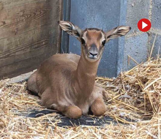 Nace en el Zoo de Barcelona una gacela dama mohor Nace en el Zoo de Barcelona una gacela dama mohor