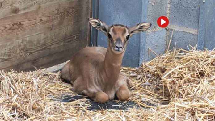 Nace en el Zoo de Barcelona una gacela dama mohor