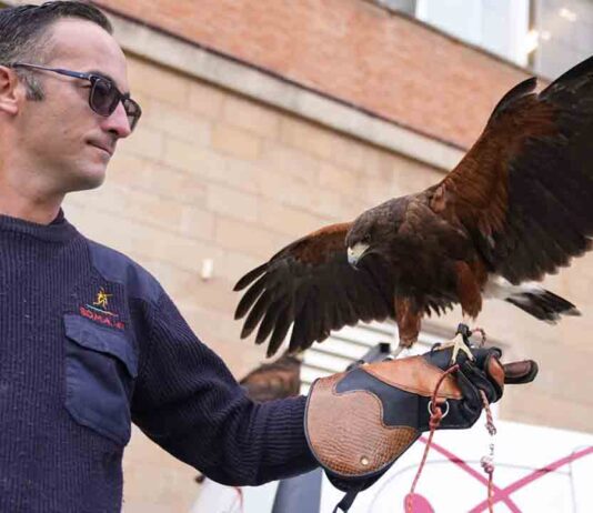 Barcelona recurre a los halcones para echar a las palomas de la ciudad Barcelona recurre a los halcones para echar a las palomas de la ciudad
