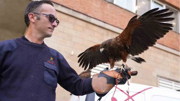 Barcelona recurre a los halcones para echar a las palomas de la ciudad