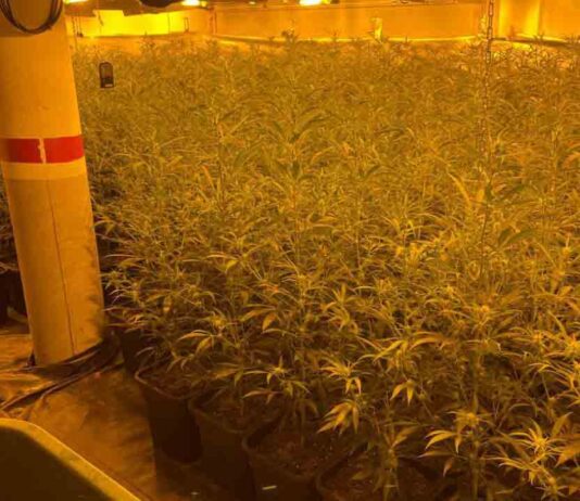Detenido un agente de los Mossos d’Esquadra en una operación antidroga Detenido un agente de los Mossos d'Esquadra en una operación antidroga