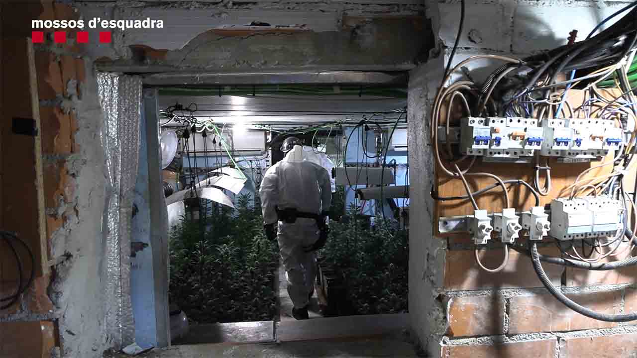 12 detenidos en El Prat por producción y venta de marihuana