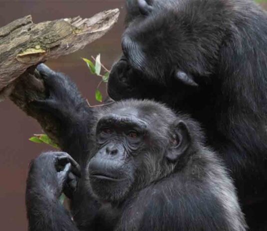 El Zoo de Barcelona amplía la oferta de actividades en Semana Santa El Zoo de Barcelona amplía la oferta de actividades en Semana Santa