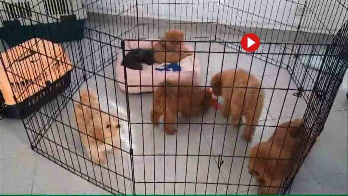 Intervienen seis cachorros de perro en Sant Martí con pasaportes manipulados