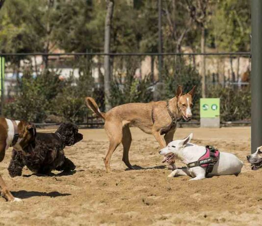 Servicios y espacios para garantizar el bienestar animal en la ciudad Servicios y espacios para garantizar el bienestar animal en la ciudad