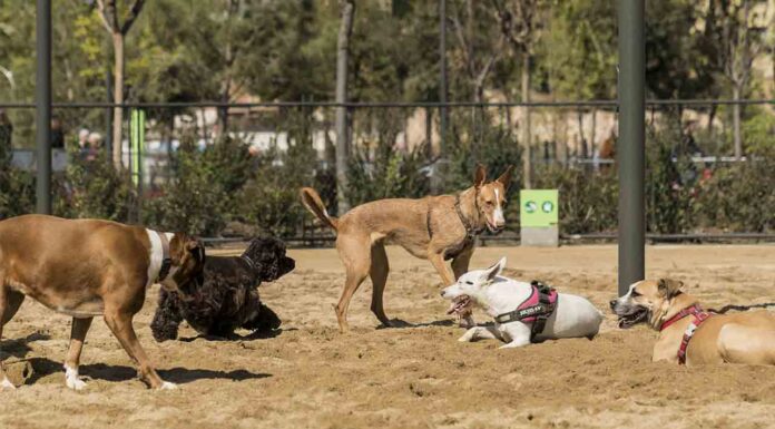 Servicios y espacios para garantizar el bienestar animal en la ciudad Servicios y espacios para garantizar el bienestar animal en la ciudad