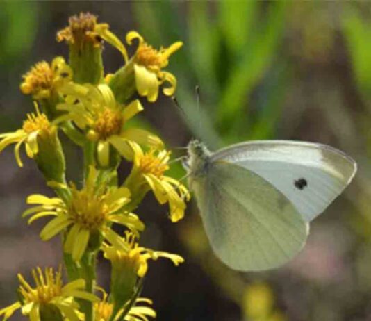 El Atlas de biodiversidad incorpora 450 nuevas especies El Atlas de biodiversidad incorpora 450 nuevas especies
