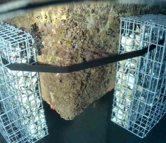 Instalan gaviones en el Port Olímpic para fomentar la biodiversidad marina Instalan gaviones en el Port Olímpic para fomentar la biodiversidad marina