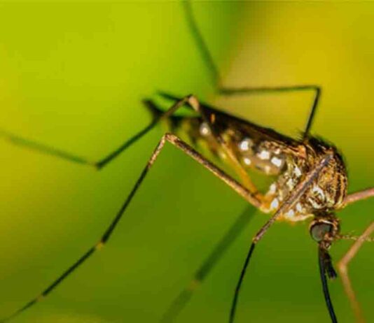 La sequía reduce la actividad de mosquitos un 45% La sequía reduce la actividad de mosquitos un 45%