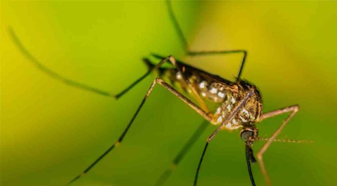 La sequía reduce la actividad de mosquitos un 45% La sequía reduce la actividad de mosquitos un 45%