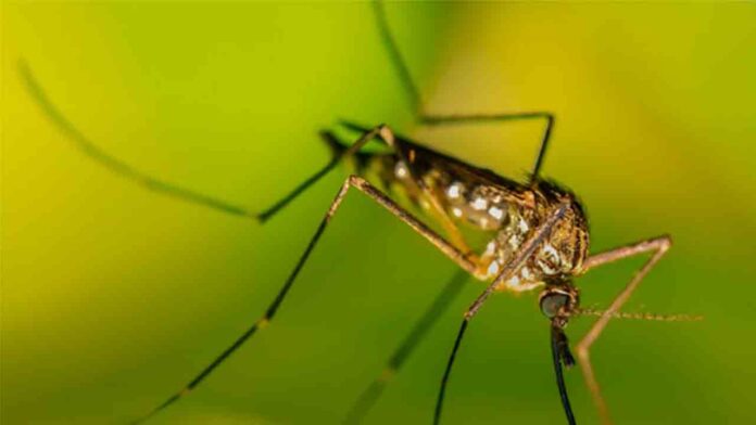 La sequía reduce la actividad de mosquitos un 45% La sequía reduce la actividad de mosquitos un 45%