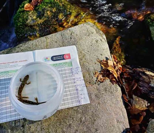 Se reintroducen más de 600 ejemplares de tritón del Montseny en su hábitat natural Se reintroducen más de 600 ejemplares de tritón del Montseny en su hábitat natural