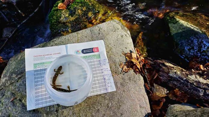 Se reintroducen más de 600 ejemplares de tritón del Montseny en su hábitat natural