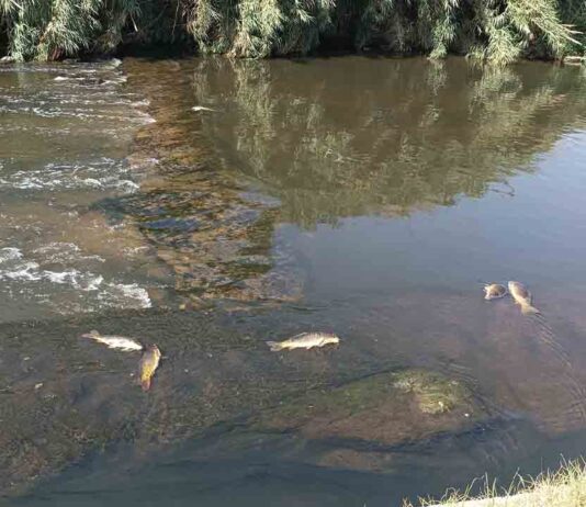 Cientos de peces muertos en el Besòs por un derrame de Polinyà Cientos de peces muertos en el Besòs por un derrame de Polinyà