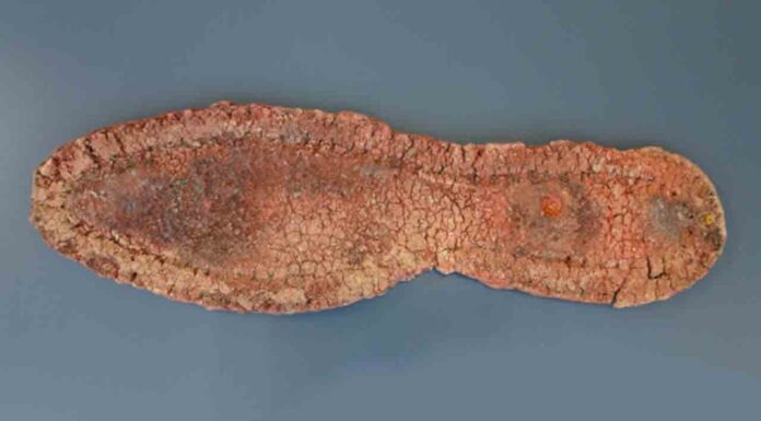 Encuentran una suela de zapato de más de 80 años en La Sagrera Encuentran una suela de zapato de más de 80 años en La Sagrera