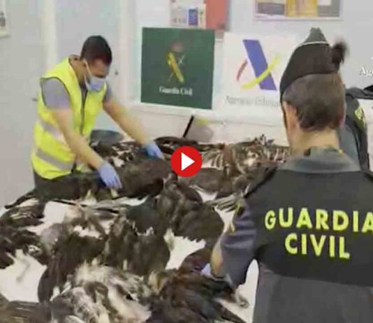 Pillado en el Aeropuerto de El Prat con 38 aves protegidas muertas Pillado en el Aeropuerto de El Prat con 38 aves protegidas muertas