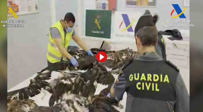 Pillado en el Aeropuerto de El Prat con 38 aves protegidas muertas Pillado en el Aeropuerto de El Prat con 38 aves protegidas muertas