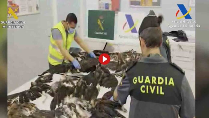 Pillado en el Aeropuerto de El Prat con 38 aves protegidas muertas