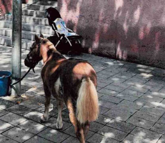Rescatan a un poni atado a una farola en Sant Martí Rescatan a un poni atado a una farola en Sant Martí