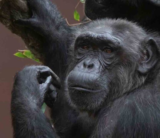 El Zoo celebra el Día Internacional de los Primates El Zoo celebra el Día Internacional de los Primates